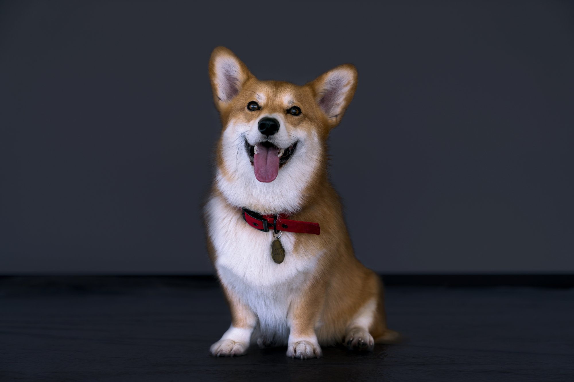 One of the corgis that plays Ein in Netflix's live-action 'Cowboy Bebop'