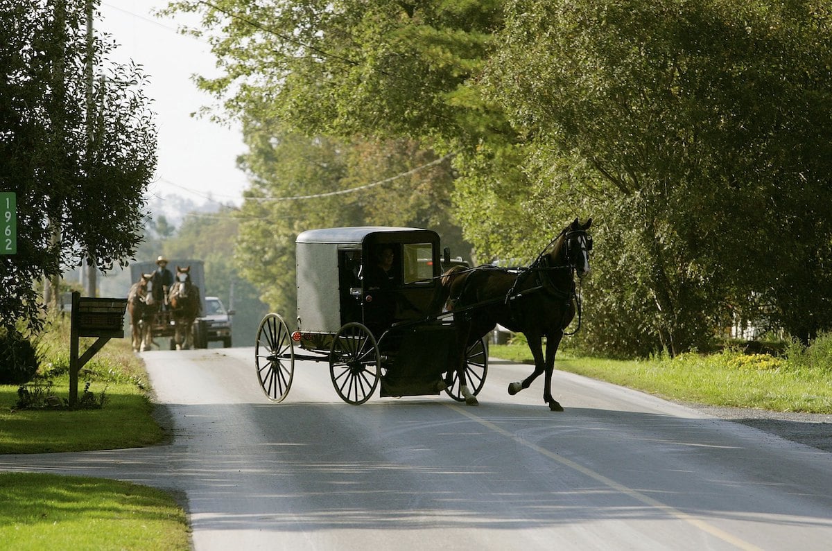 Horse drawn buggy on a tree lined road
