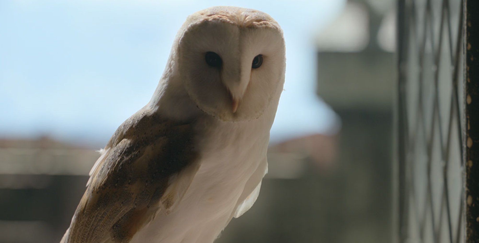 The owl in 'The Witcher' Season 2 sitting in windowsill.