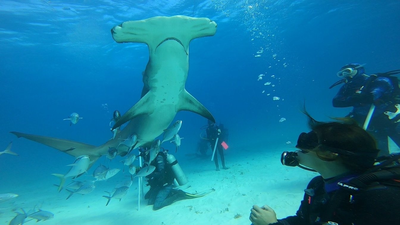 hammerhead shark diving 