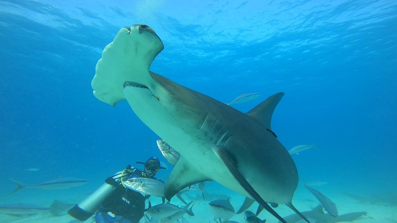 hammerhead shark diving 