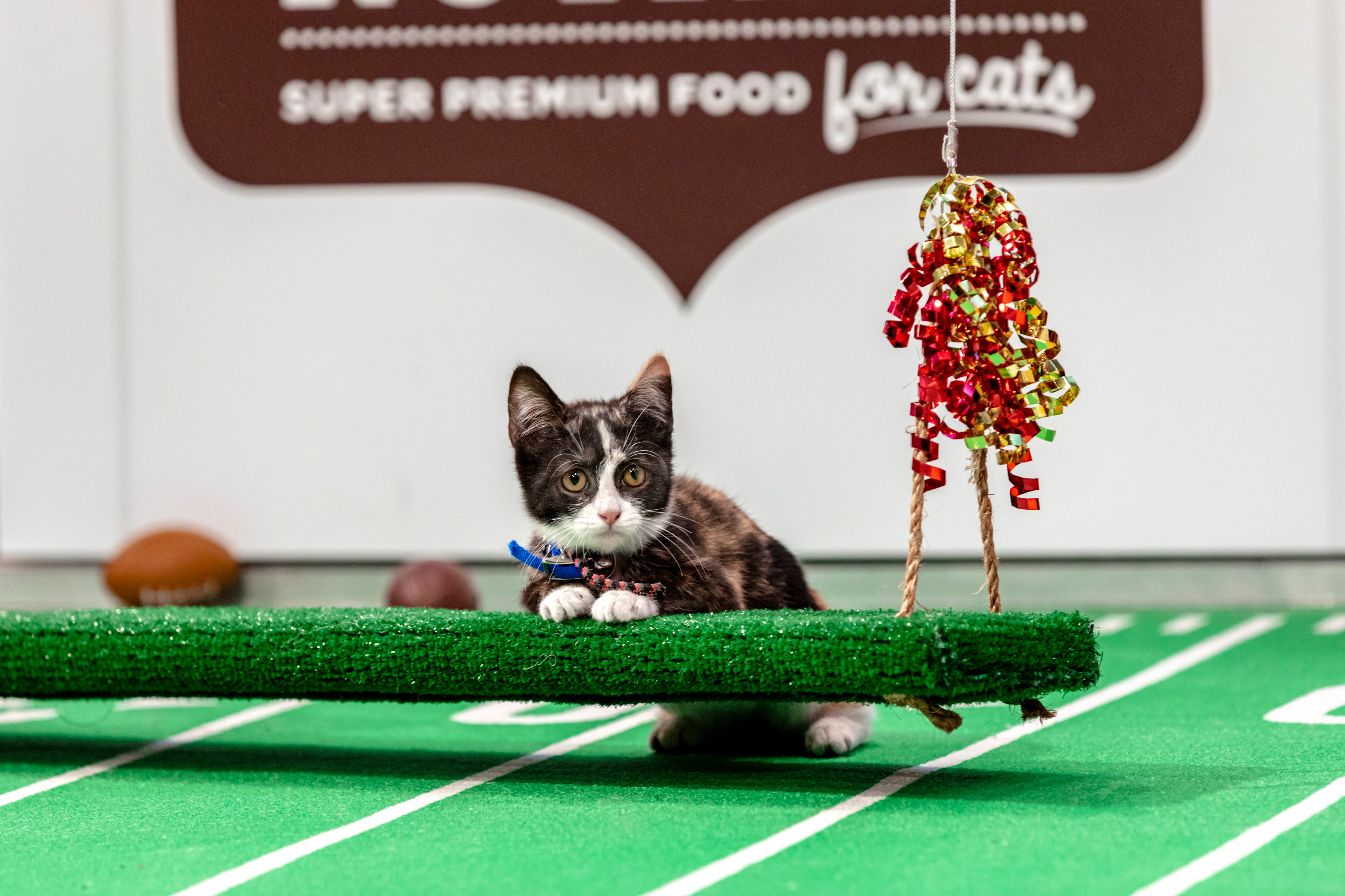 A black and white kitten on the field during Hallmark Channel's Kitten Bowl VIII