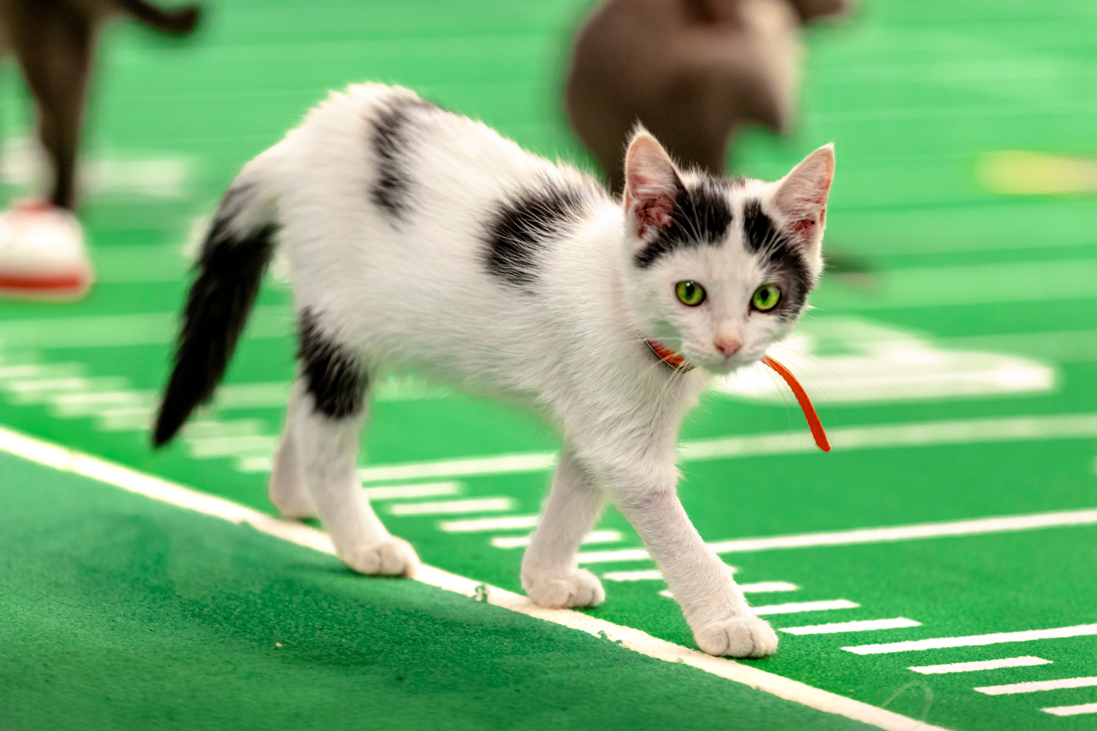 A white and black cat on the field during Kitten Bowl VII