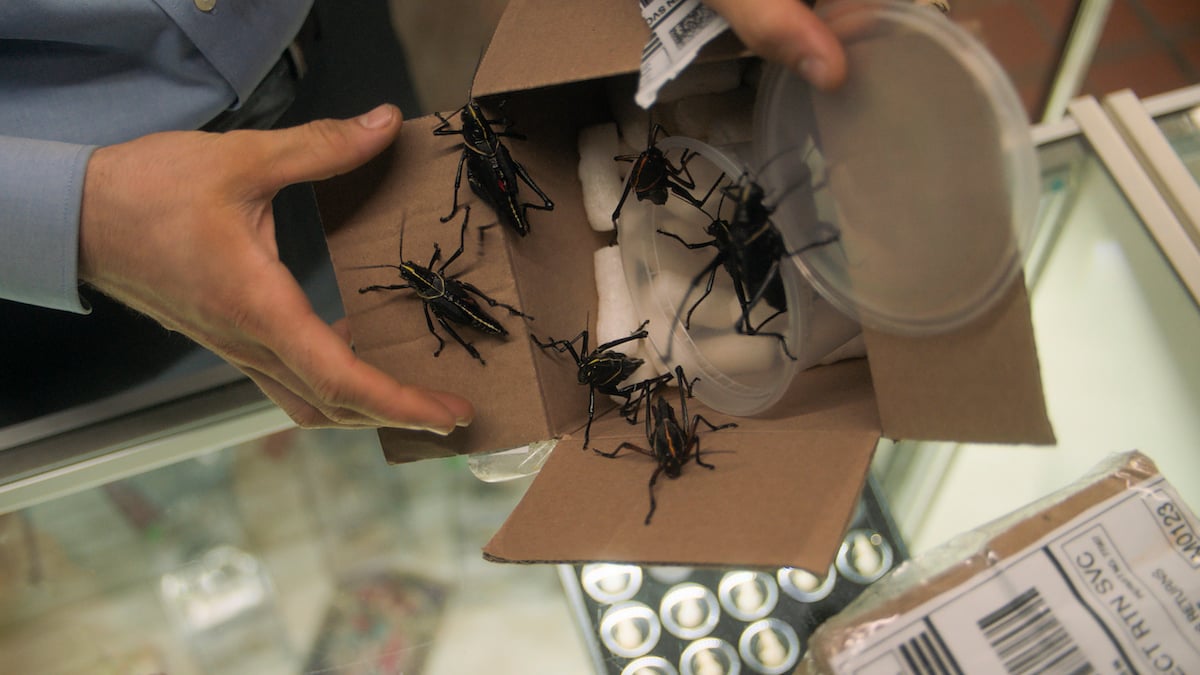 Close up of someone shaking black bugs from a box in 'Bug out'