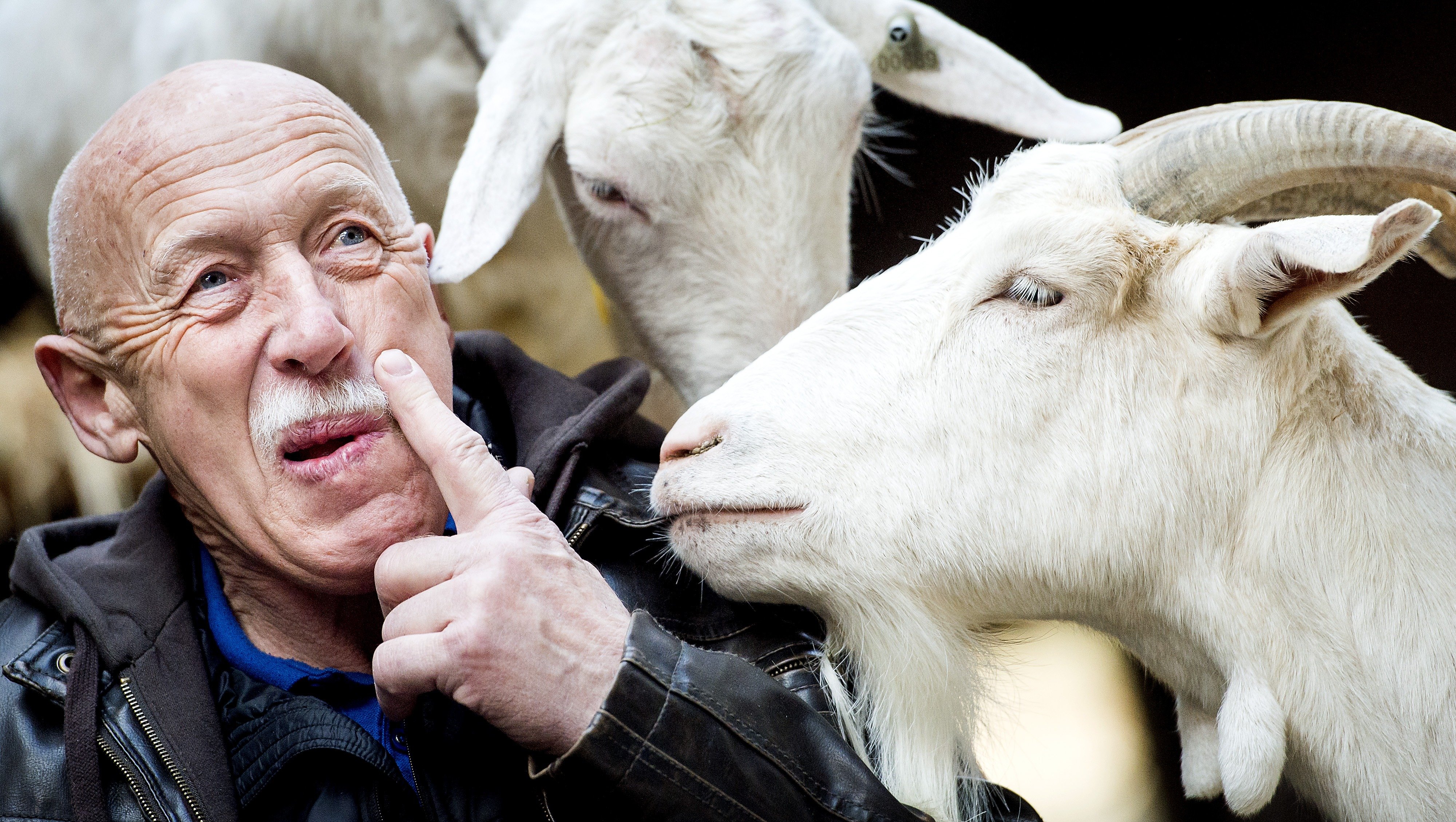 ‘The Incredible Dr. Pol’: Now There’s a (Free) Way to Watch the Popular Nat Geo Wild Program