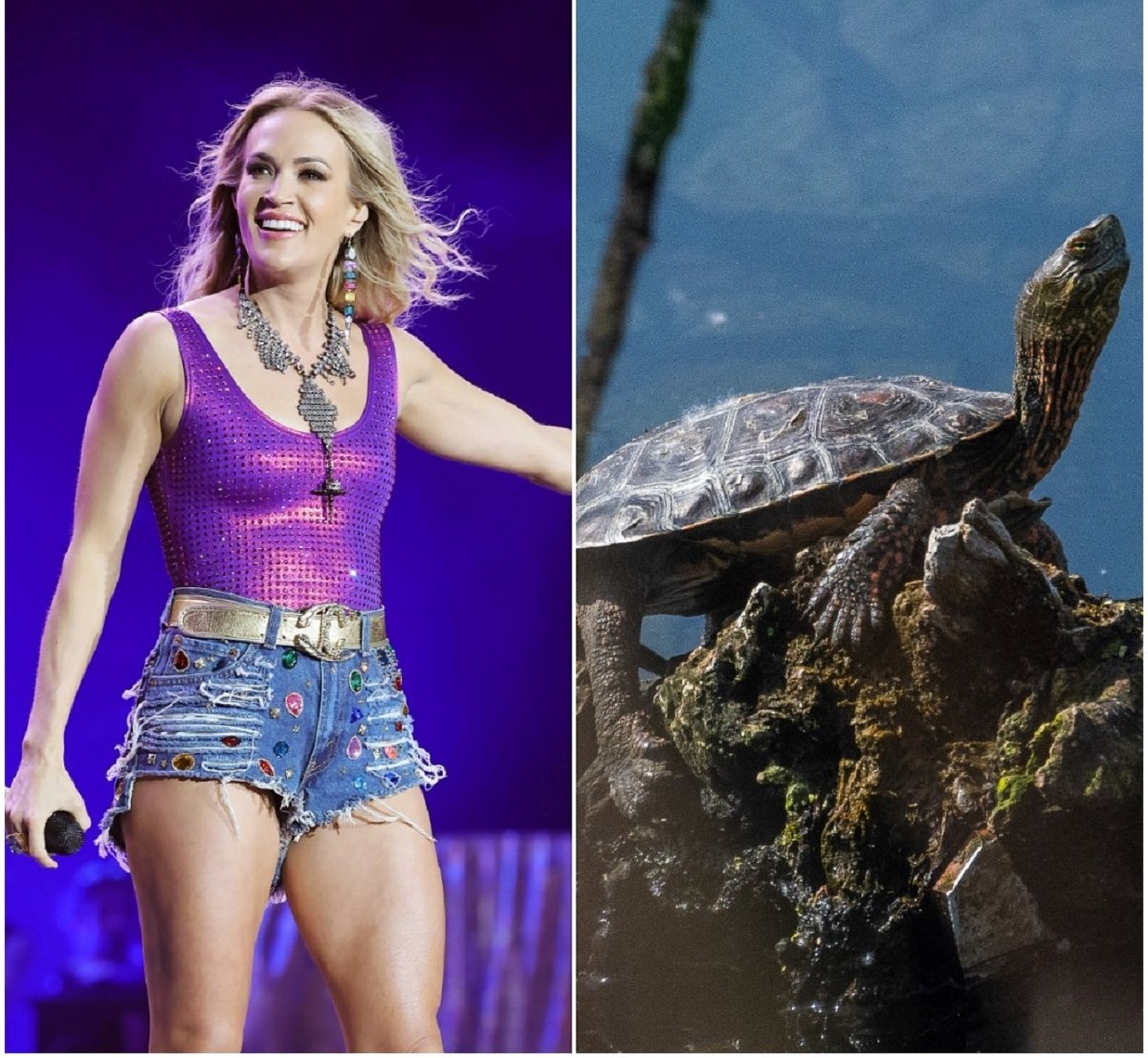 (L): Carrie Underwood performing at the 2022 Stagecoach Festival, (R): A turtle sunbathing on a log in a lake