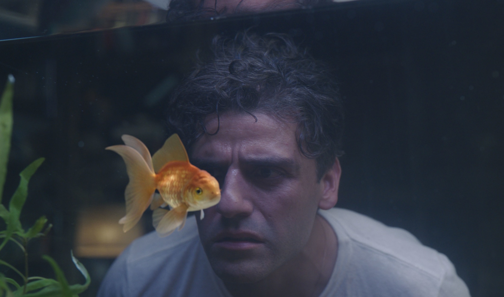 Oscar Isaac as Steven Grant in 'Moon Knight' Episode 1. He's wearing a white T-shirt and staring at his goldfish, looking perplexed.