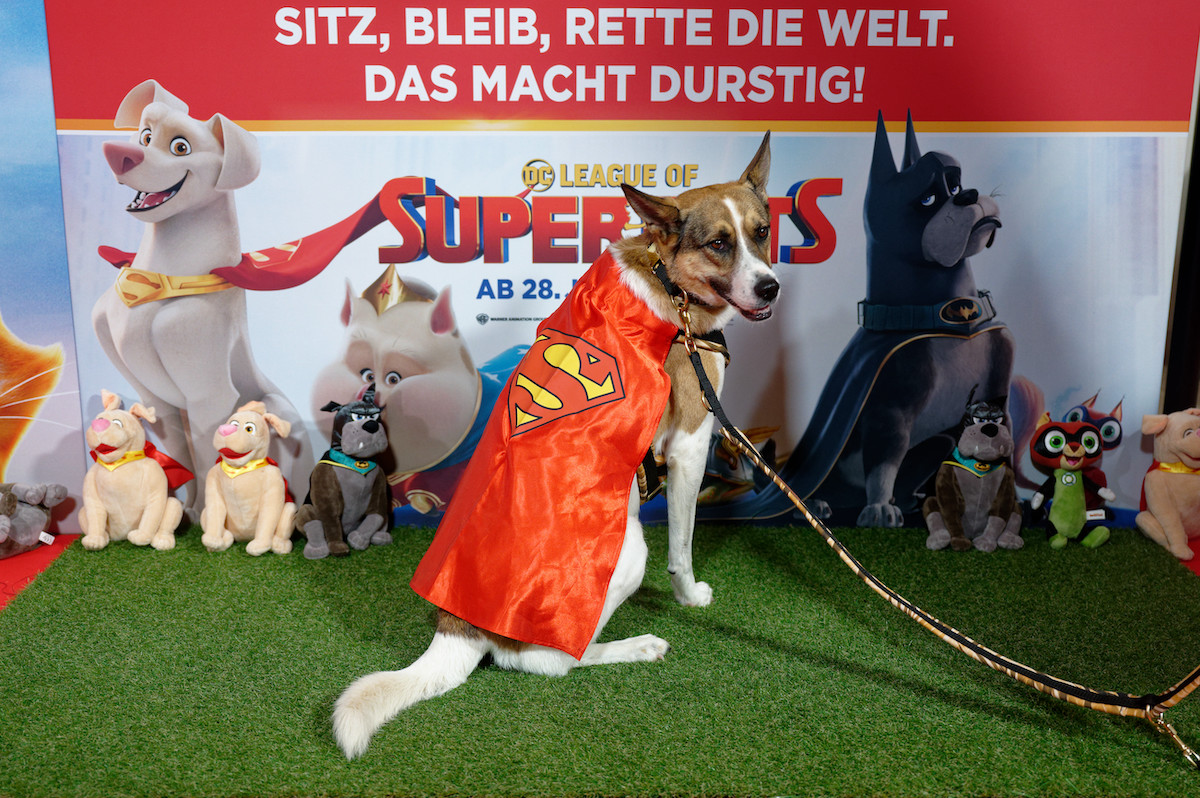 Ein Hund lässt sich vor dem Start von „DC League of Super-Pets“ im Superman-Kostüm fotografieren