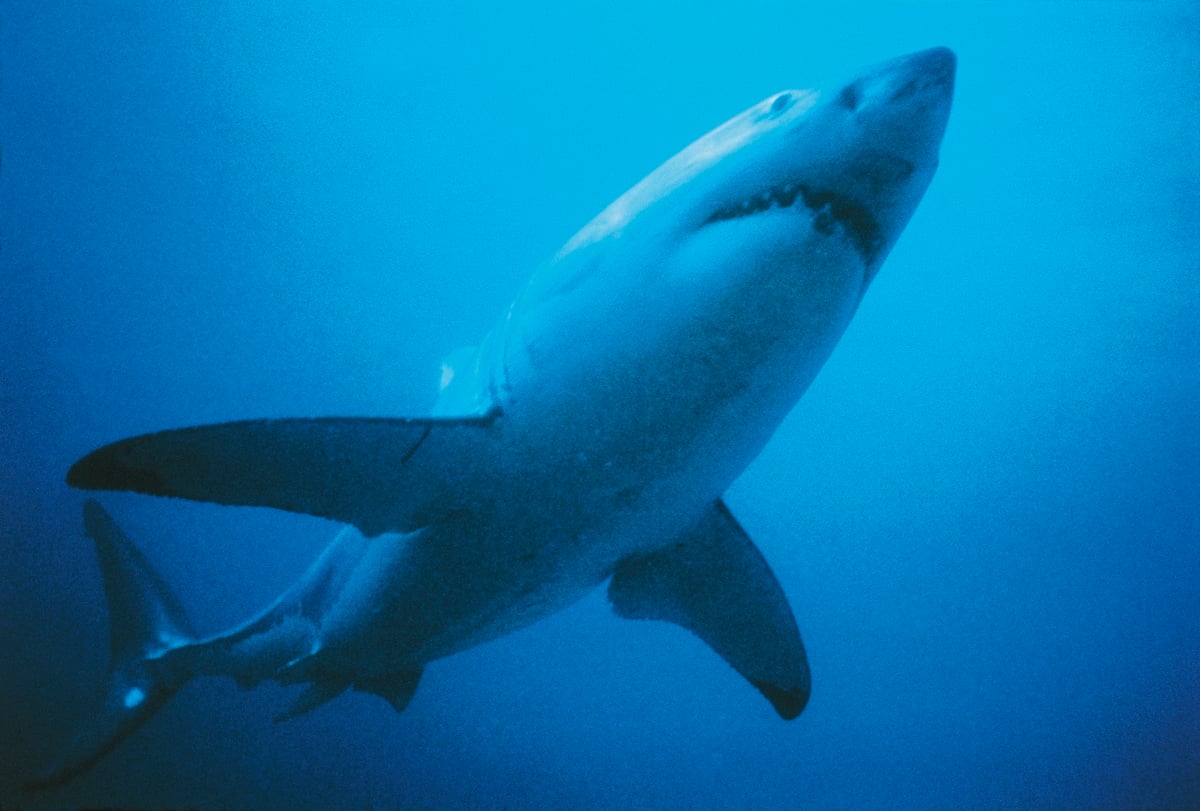 A great white shark underwater