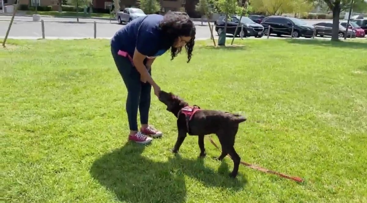 Vanessa Guerra training a dog on'90 Day Diaries' Season 4.