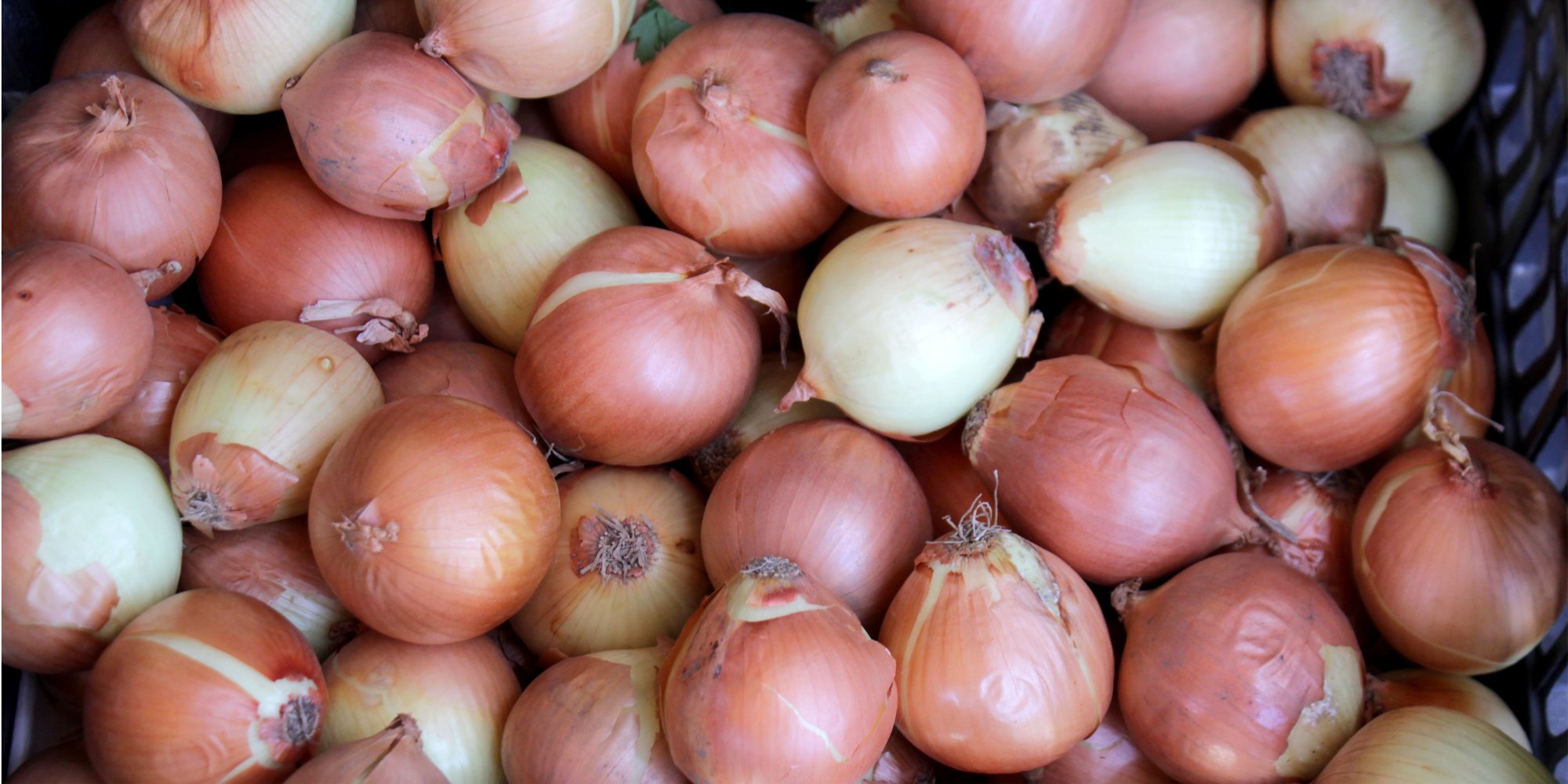 A photograph of a bushel of onions in Bari, Italy.
