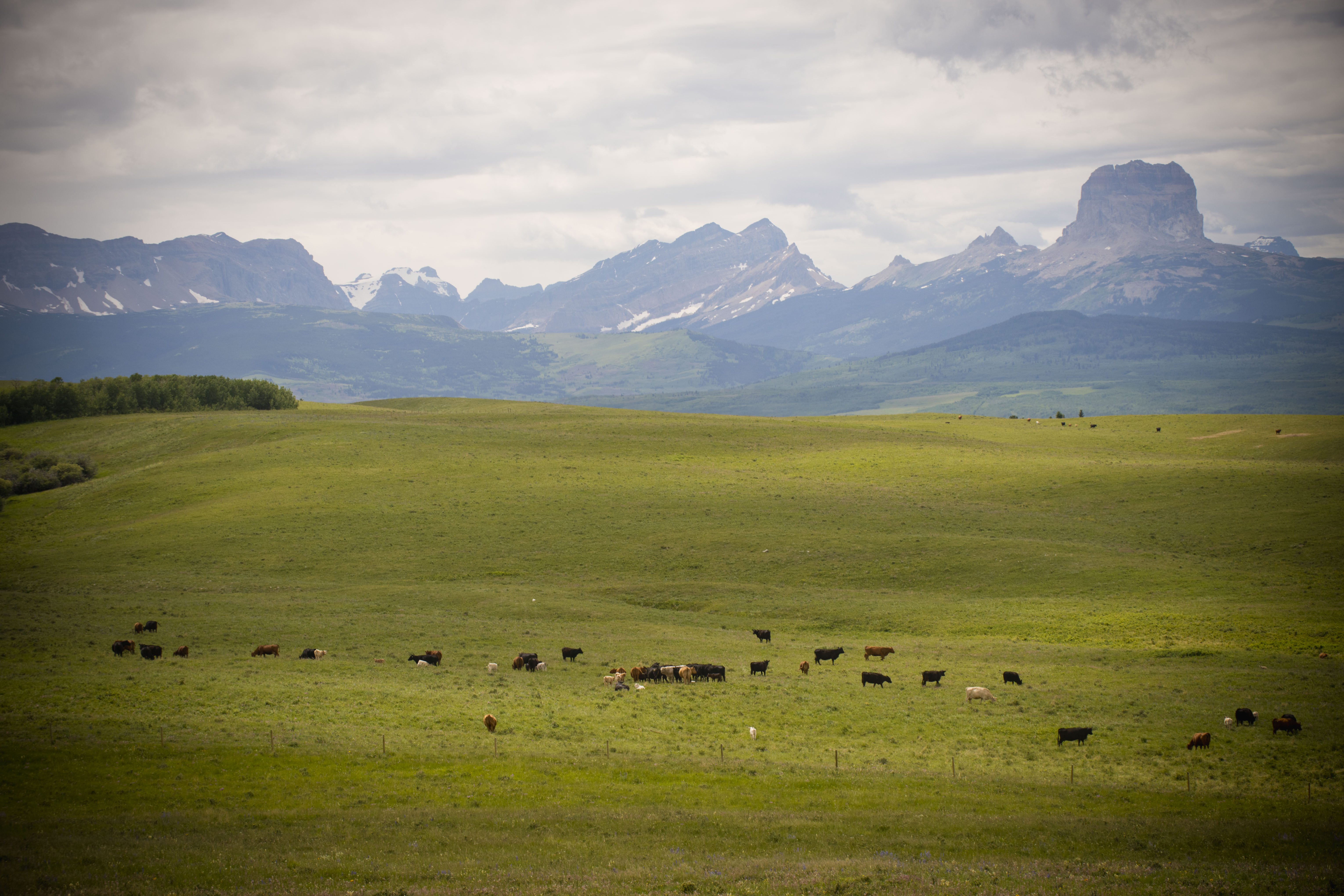 Cattle grazing on a ranch on the Blackfeet Indian Reservation just east of Chief Mountain. Glacier County, Montana