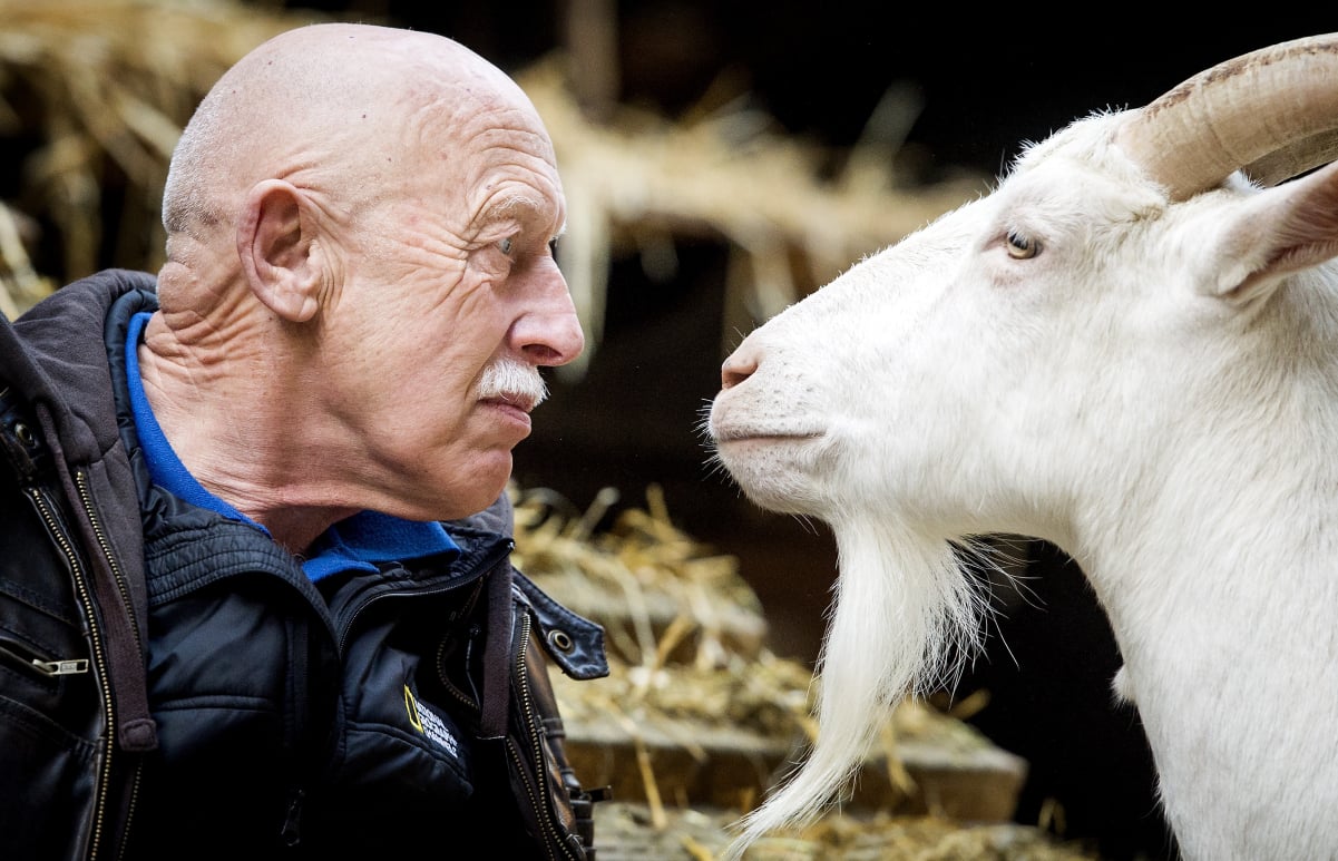 'The Incredible Dr. Pol' star Dr. Jan Pol stares down a billy goat in this photograph.