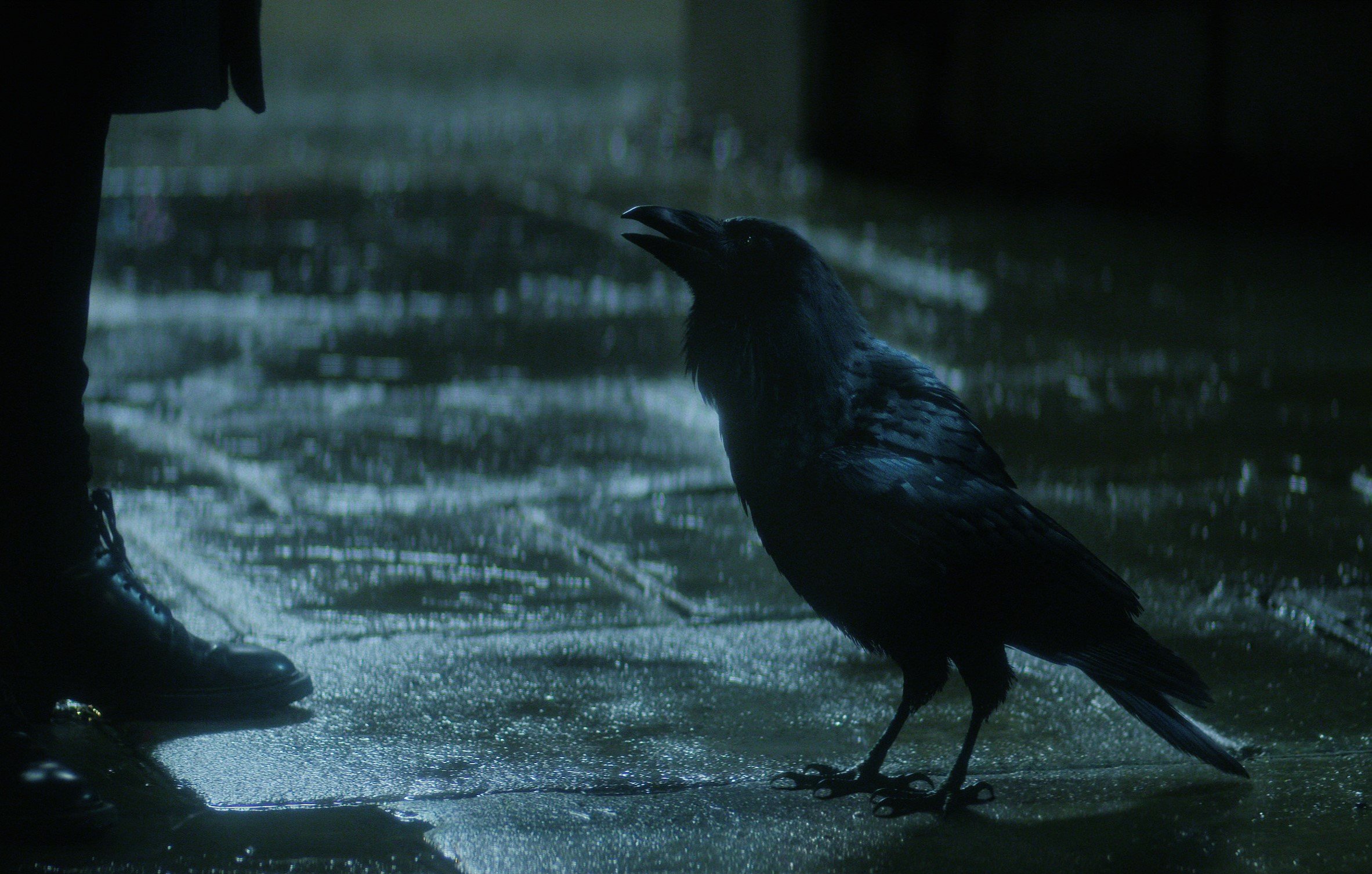Matthew in 'The Sandman,' who is a raven voiced by Patton Oswalt. The raven is looking up at a man whose feet can be seen in the photo.