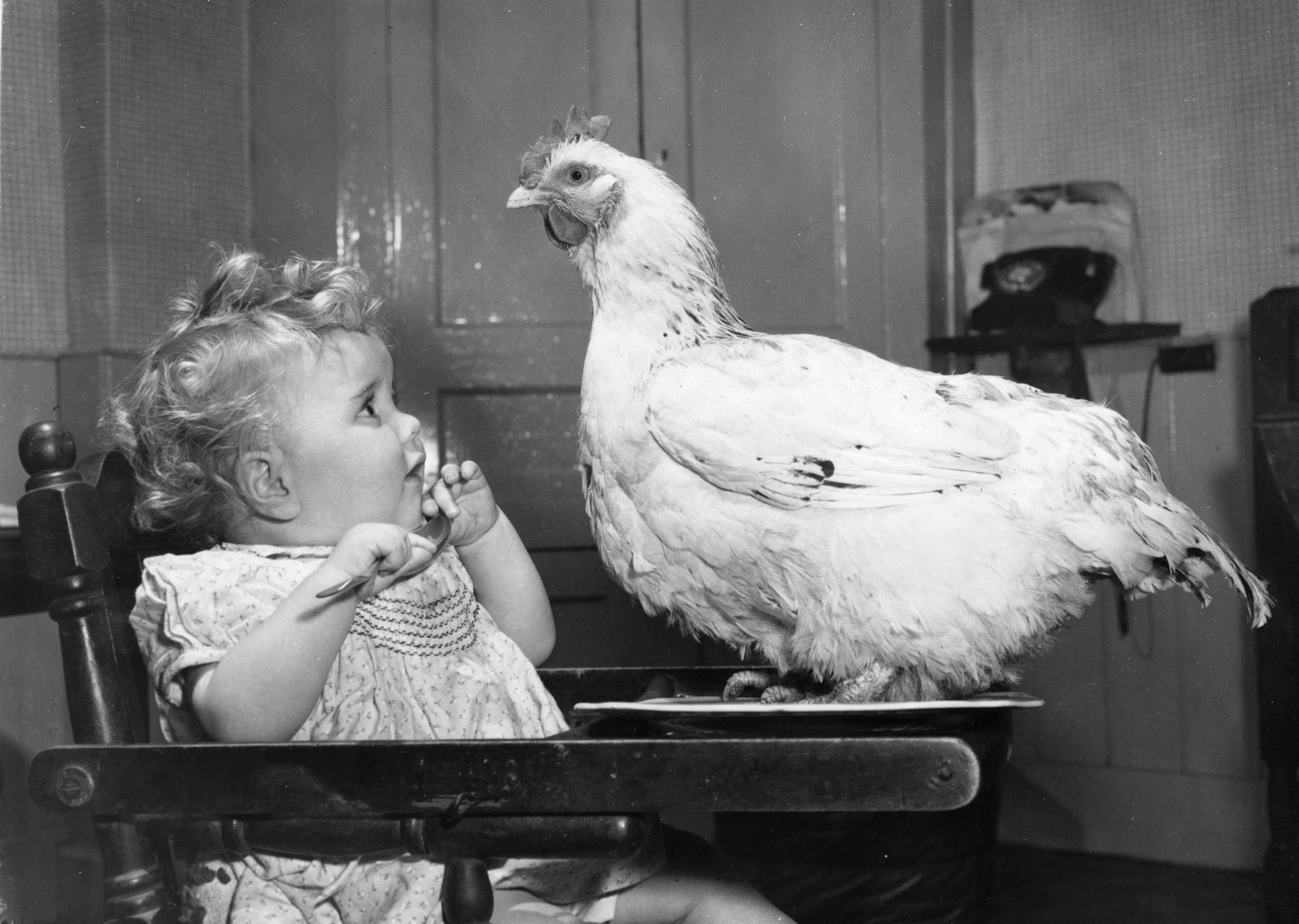 A child holding a spoon near a chicken
