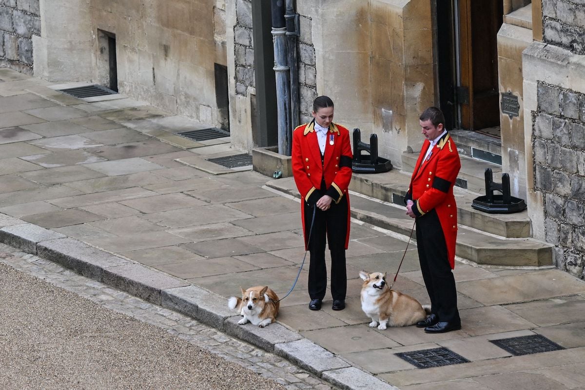 A photo of Queen Elizabeth's Corgis, Sandy and Muick, at Windsor Castle in a photo from Queen Elizabeth's funeral