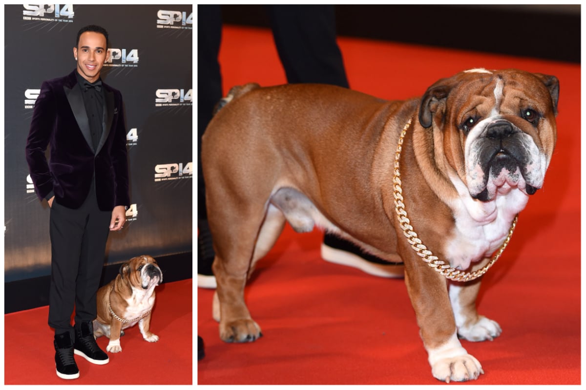 Lewis Hamilton's Dog Has an Instagram Account With Over 600,000