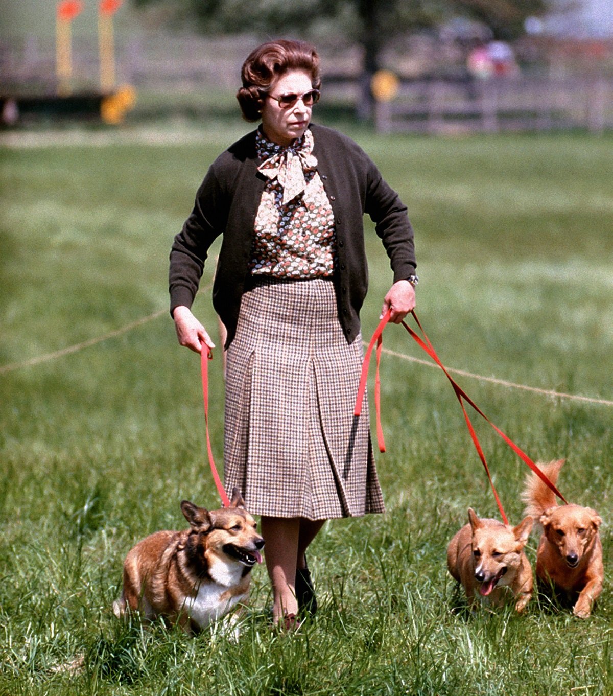 Queen Elizabeth II walking some of her corgis during the Windsor Horse Trials