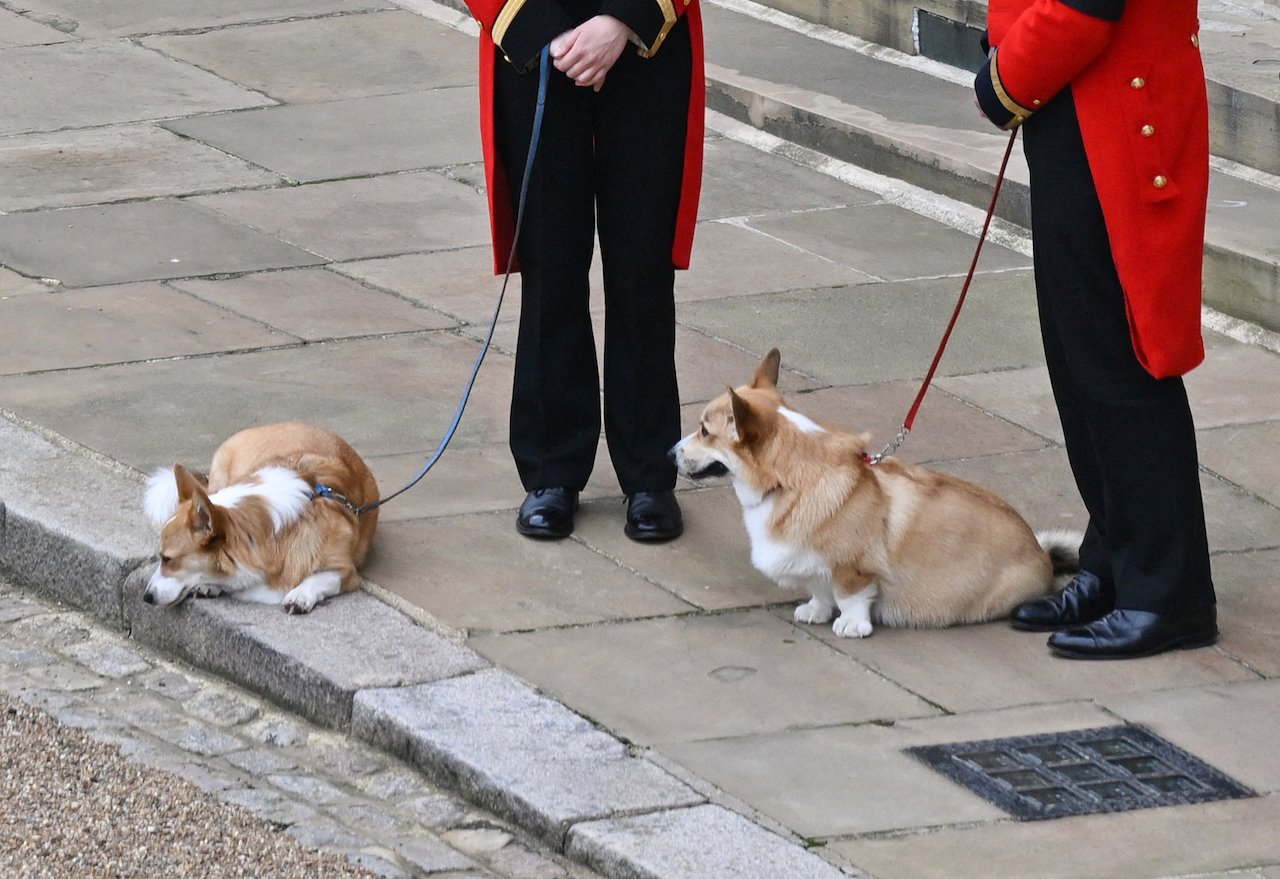 Queen Elizabeth's corgis are walked inside Windsor Castle on September 19, 2022