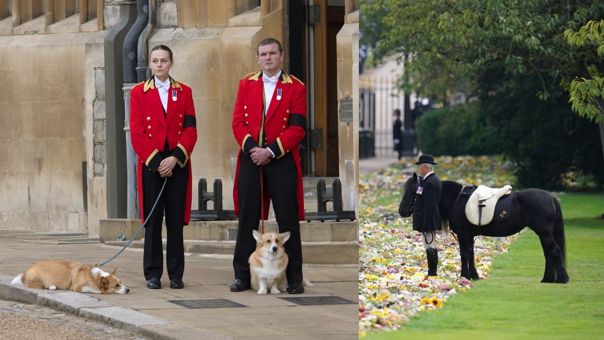 Queen Elizabeth's corgis and her pony stood by for her funeral