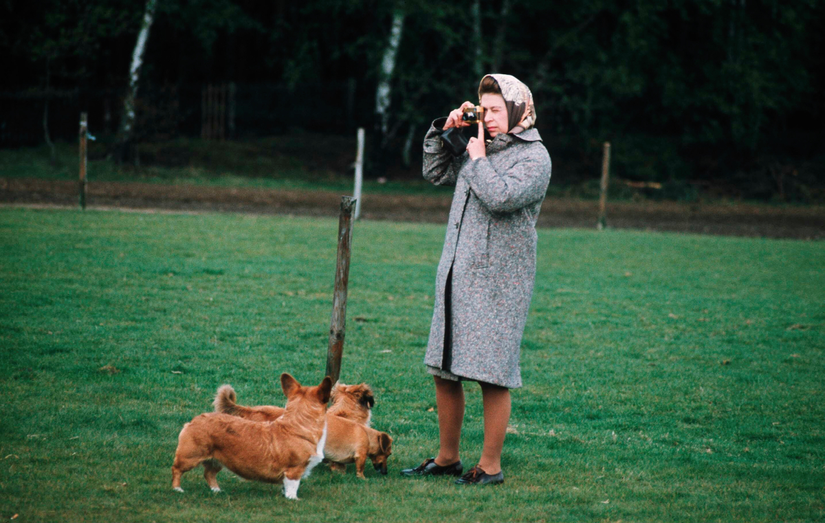 Queen Elizabeth II photographed her corgis at Windsor Park in Windsor, England in 1960