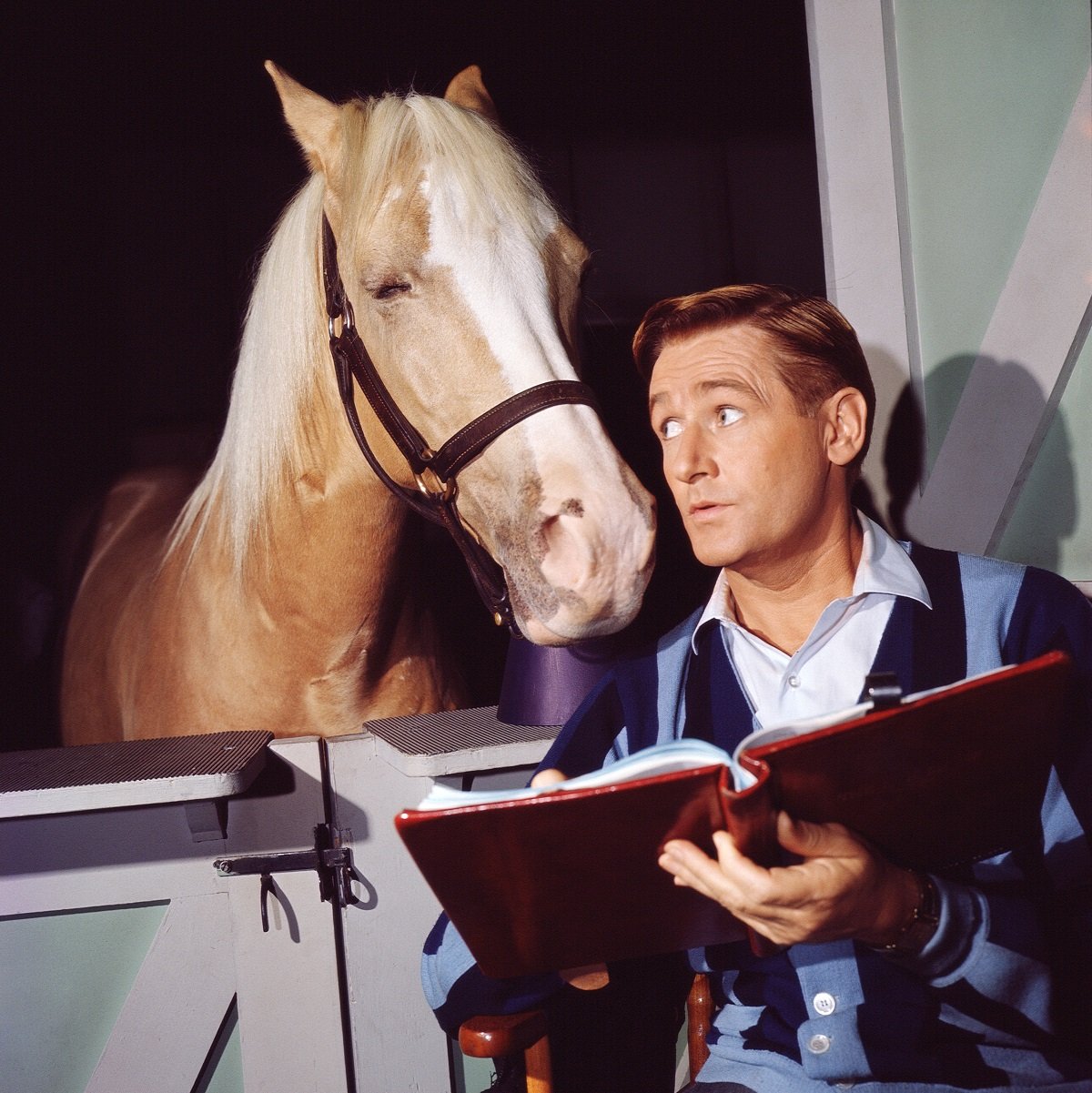 mister ed horse