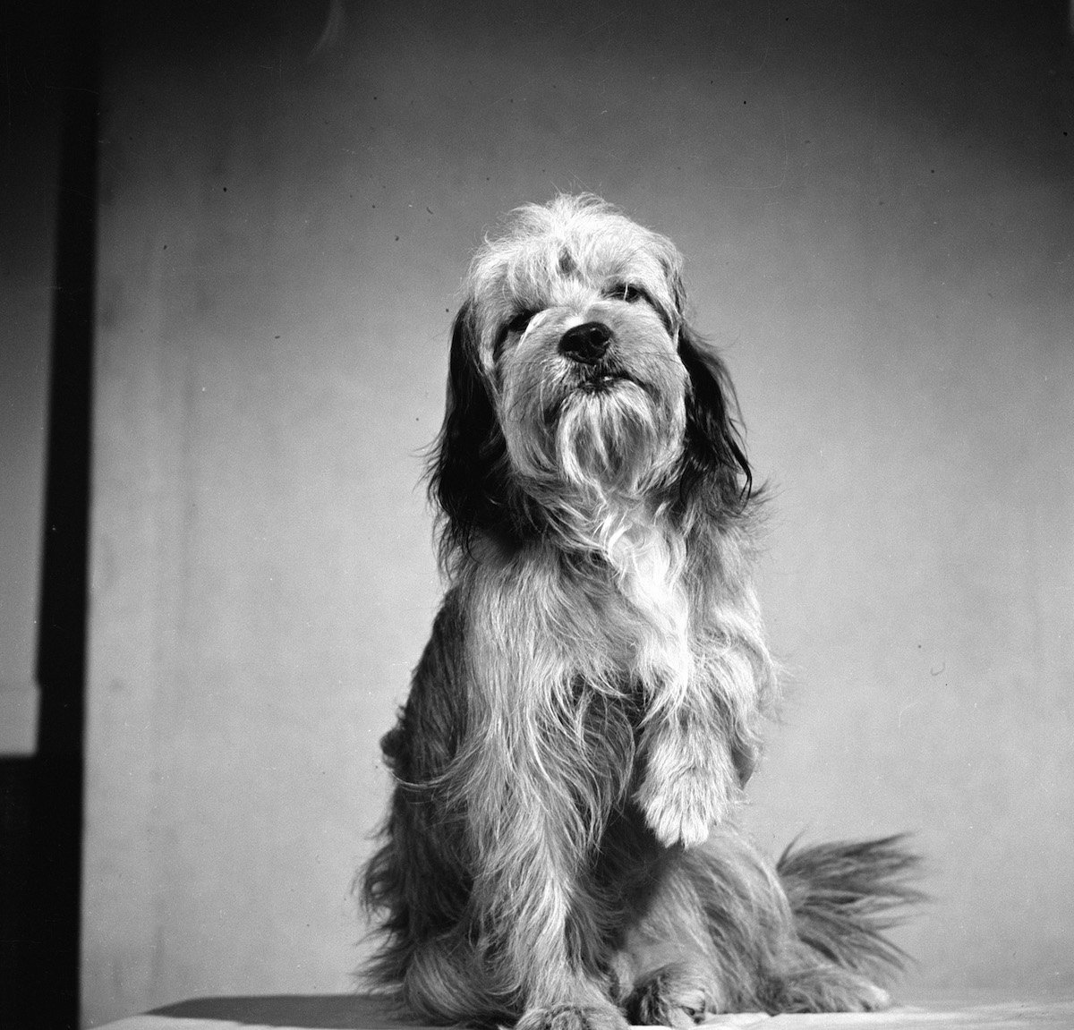 'Benji' actor Higgins the Dog, in black and white