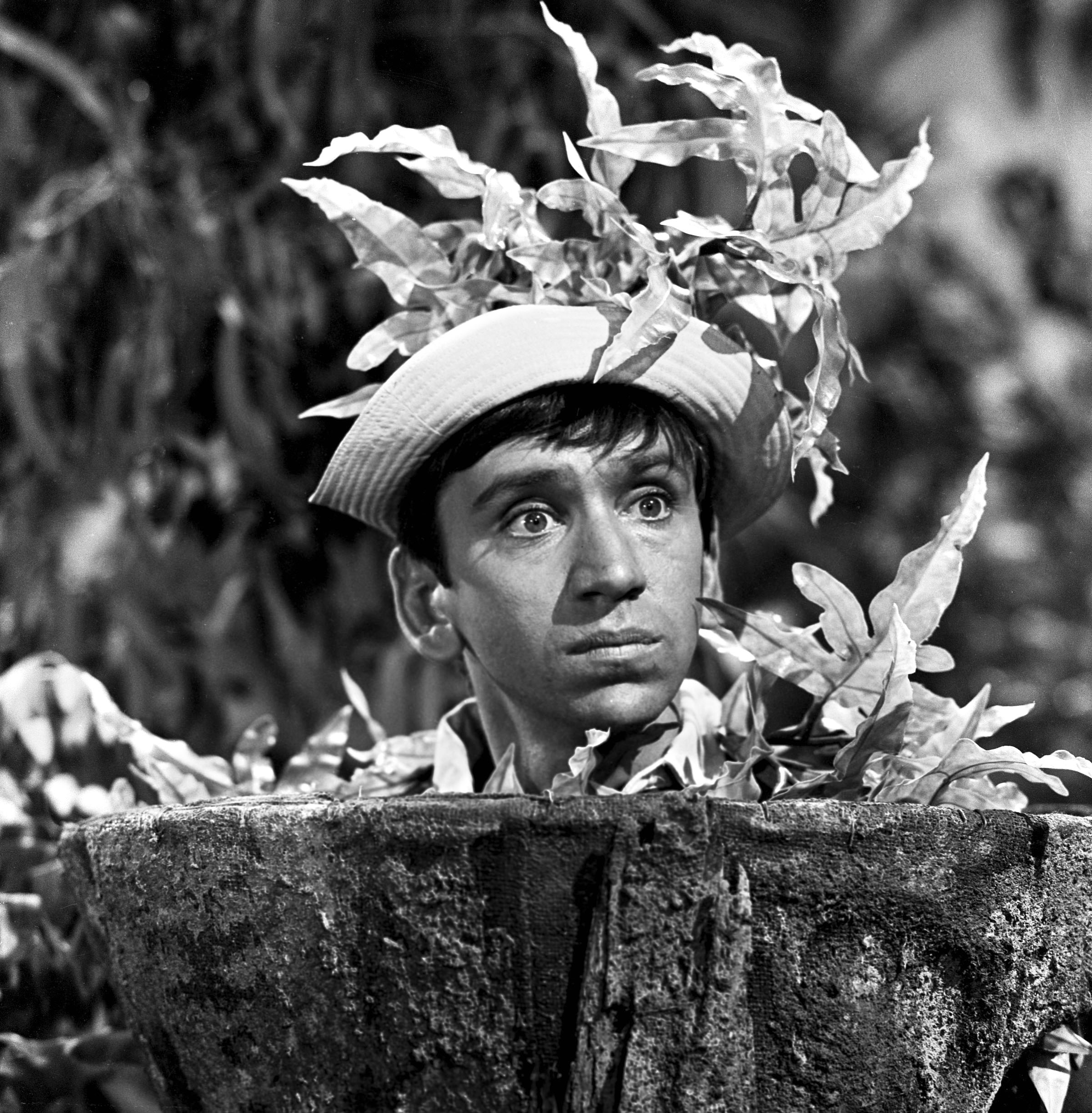 'Gilligan's Island' star Bob Denver as his character Gilligan hiding in a tree trunk and covered in leaves.