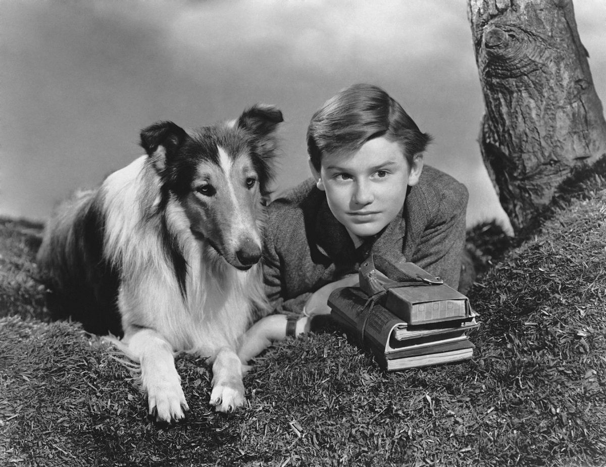 lassie dog