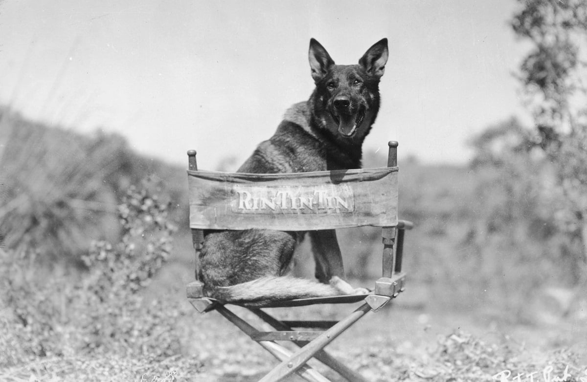 Rin Tin Tin Appeared in Nearly 30 Films and Became Known as the Dog Who Saved Hollywood