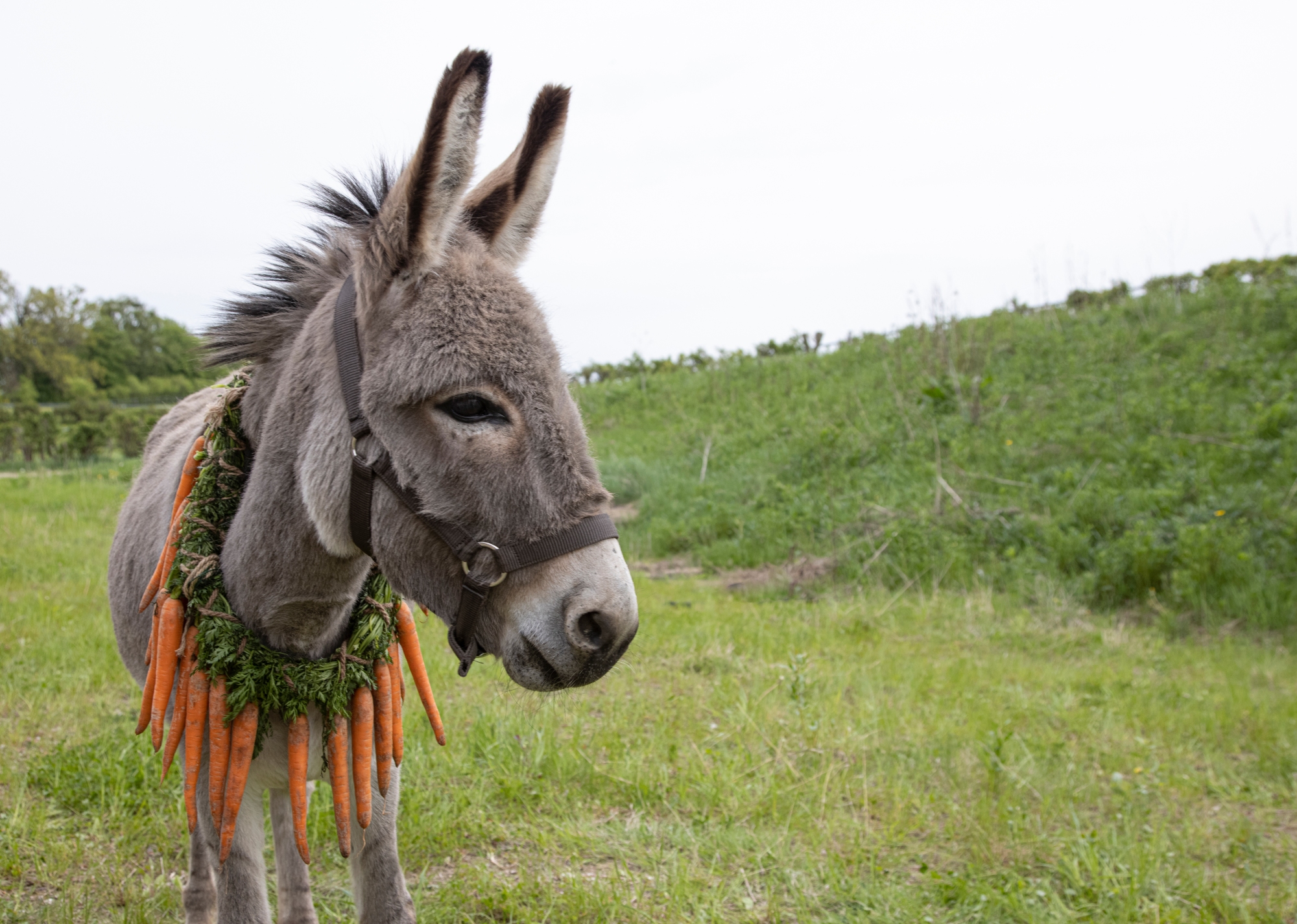 'EO' EO the donkey standing in a grass field with a wreath of carrots around his neck