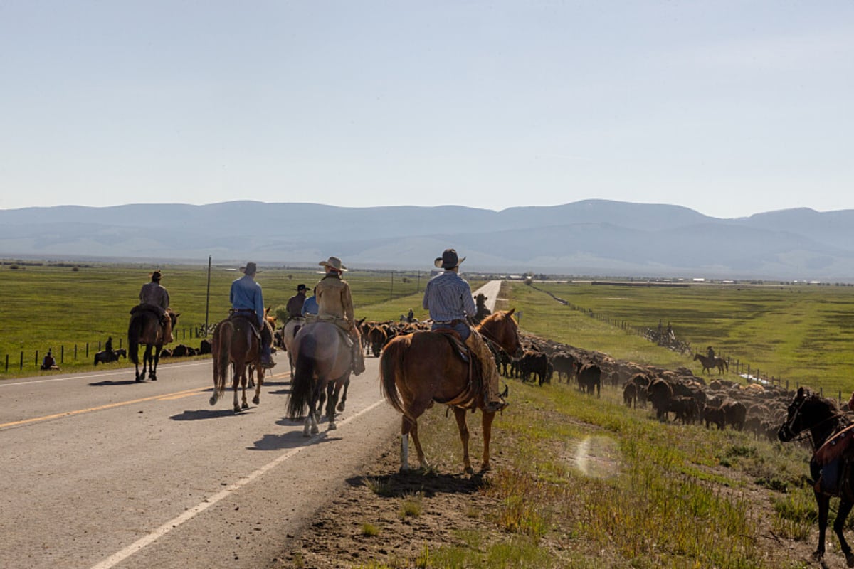 Yellowstone Season 5 Episode 5 was dedicated to Timothy Reynolds. Cowboys herd cattle on the Yellowstone Dutton Ranch.