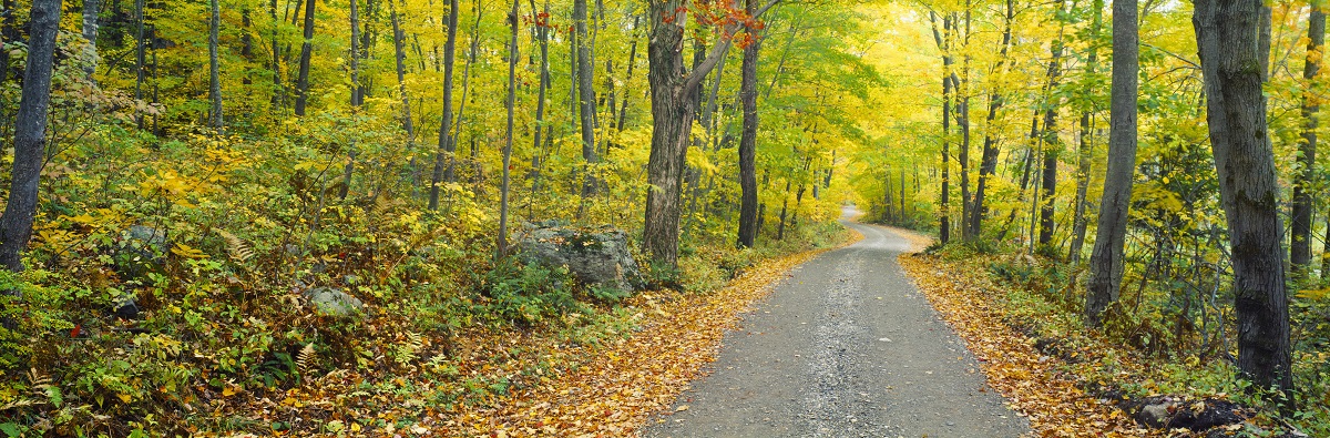 Fall leaves in Macedonia Brook State Park, Connecitcut