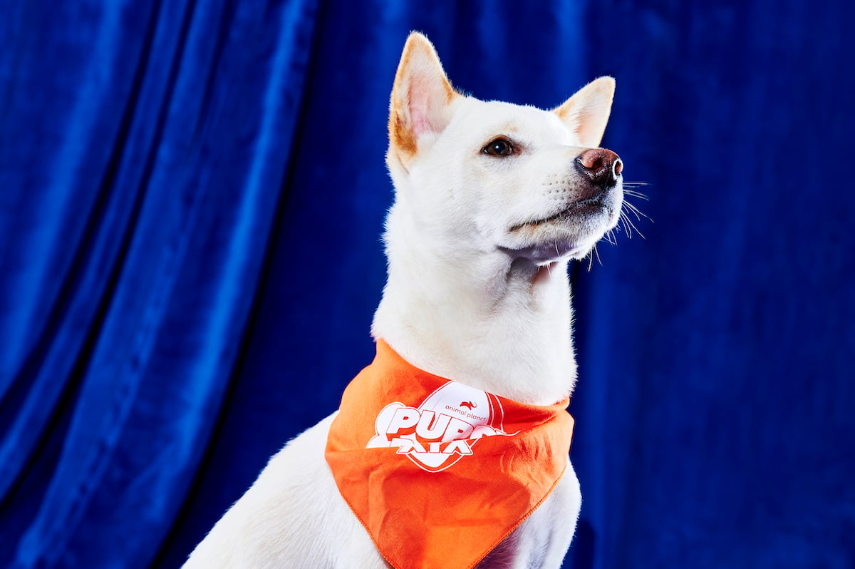 A white dog named Bandit who will compete in Puppy Bowl 2023