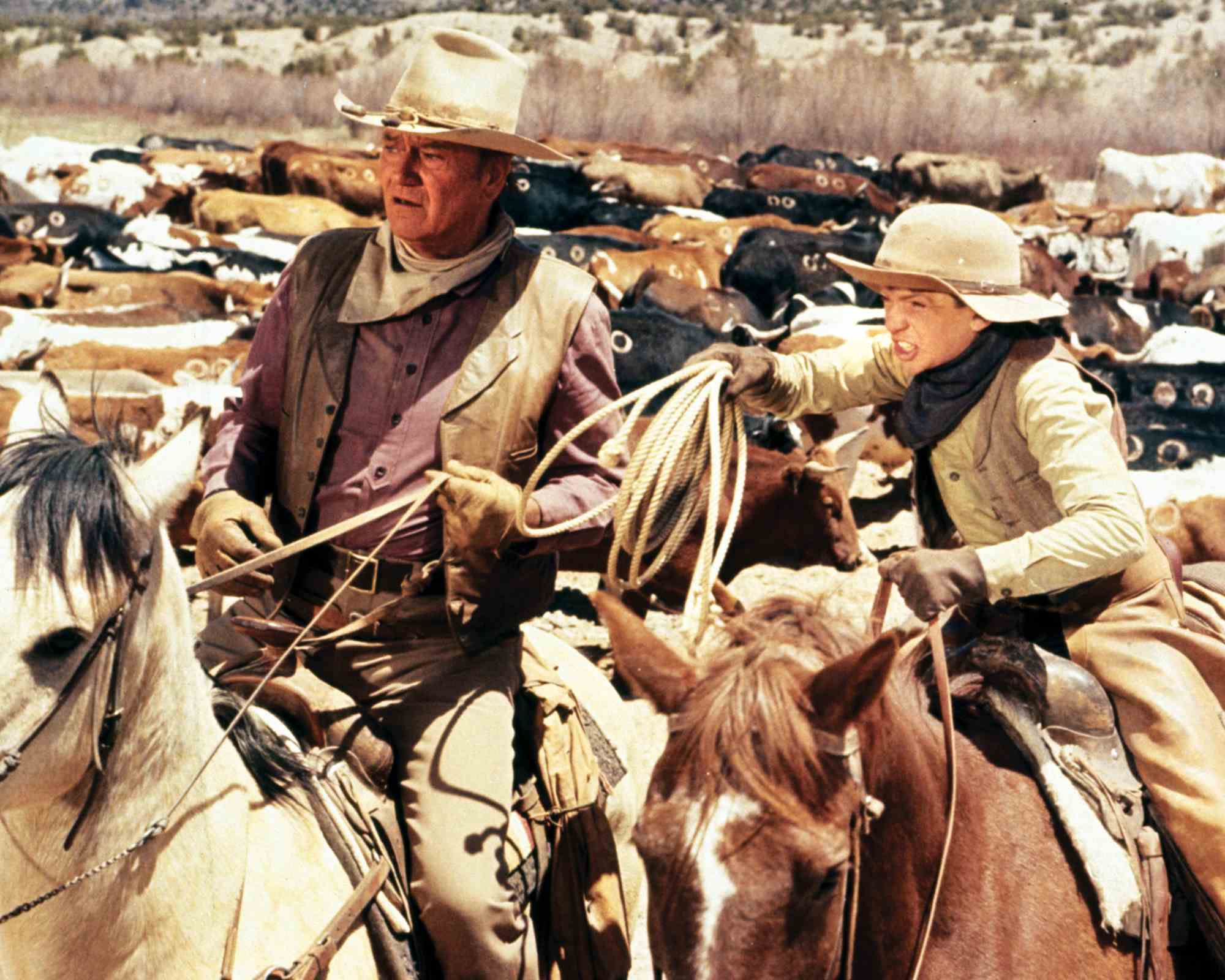 'The Cowboys' John Wayne as Wil Andersen and Sean Kelly as Stuttering Bob - Cowboy riding on horses surrounded by their herd of cattle