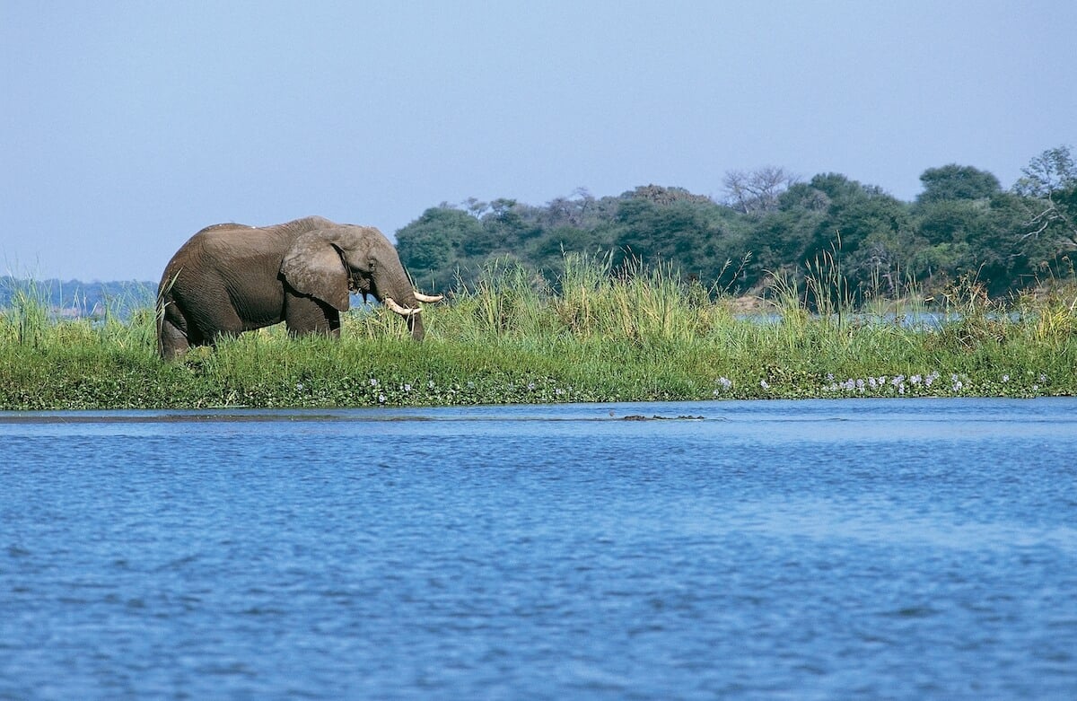 An elephant standing near water in Zambia's Lower Zambezi National Park