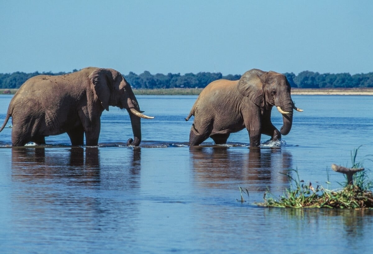 Elephants in the water in Lower Zambezi National Park