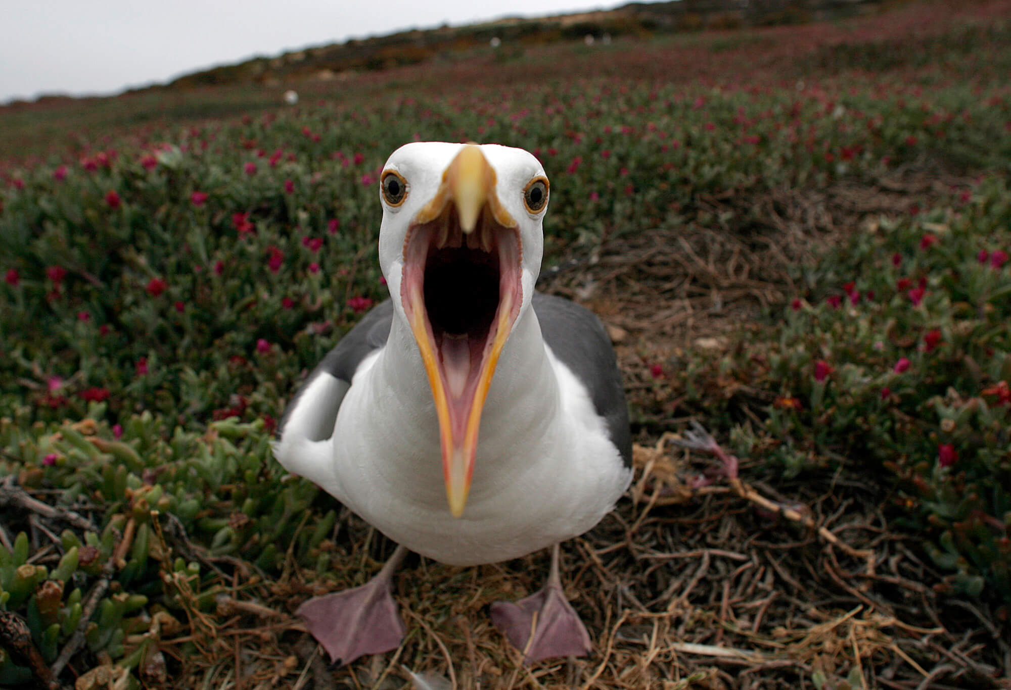 Paul McCartney said The Beatles' "Tomorrow Never Knows" sounds like a seagull (pictured)