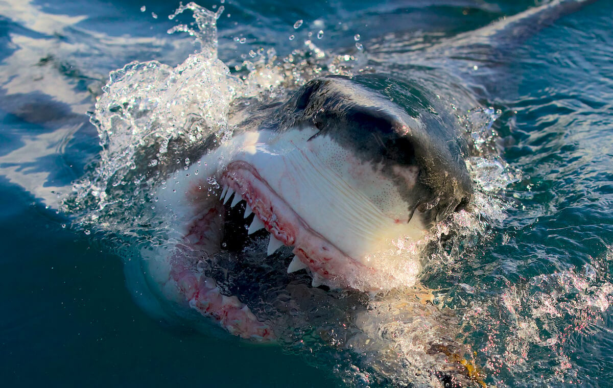 Great White shark emerging from the water in image from Shark Week 2023 special 'Air Jaws: Final Frontier'