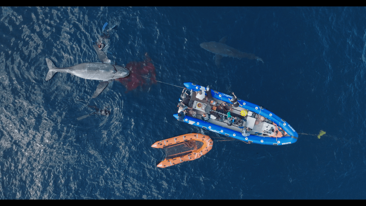Aerial view of boat and a shark from Shark Week 2023