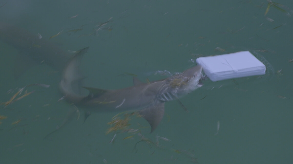 Shark grabbing a white object floating in the water in 'Cocaine Sharks'