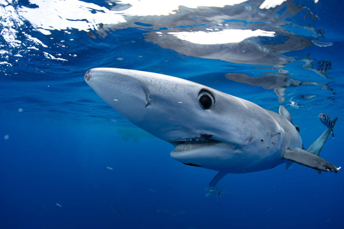 mako shark underwater
