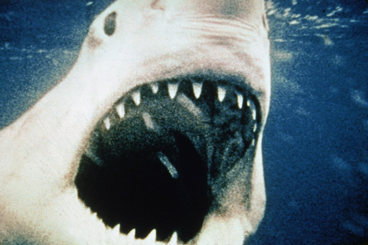 Open-mouthed shark from 'Jaws'