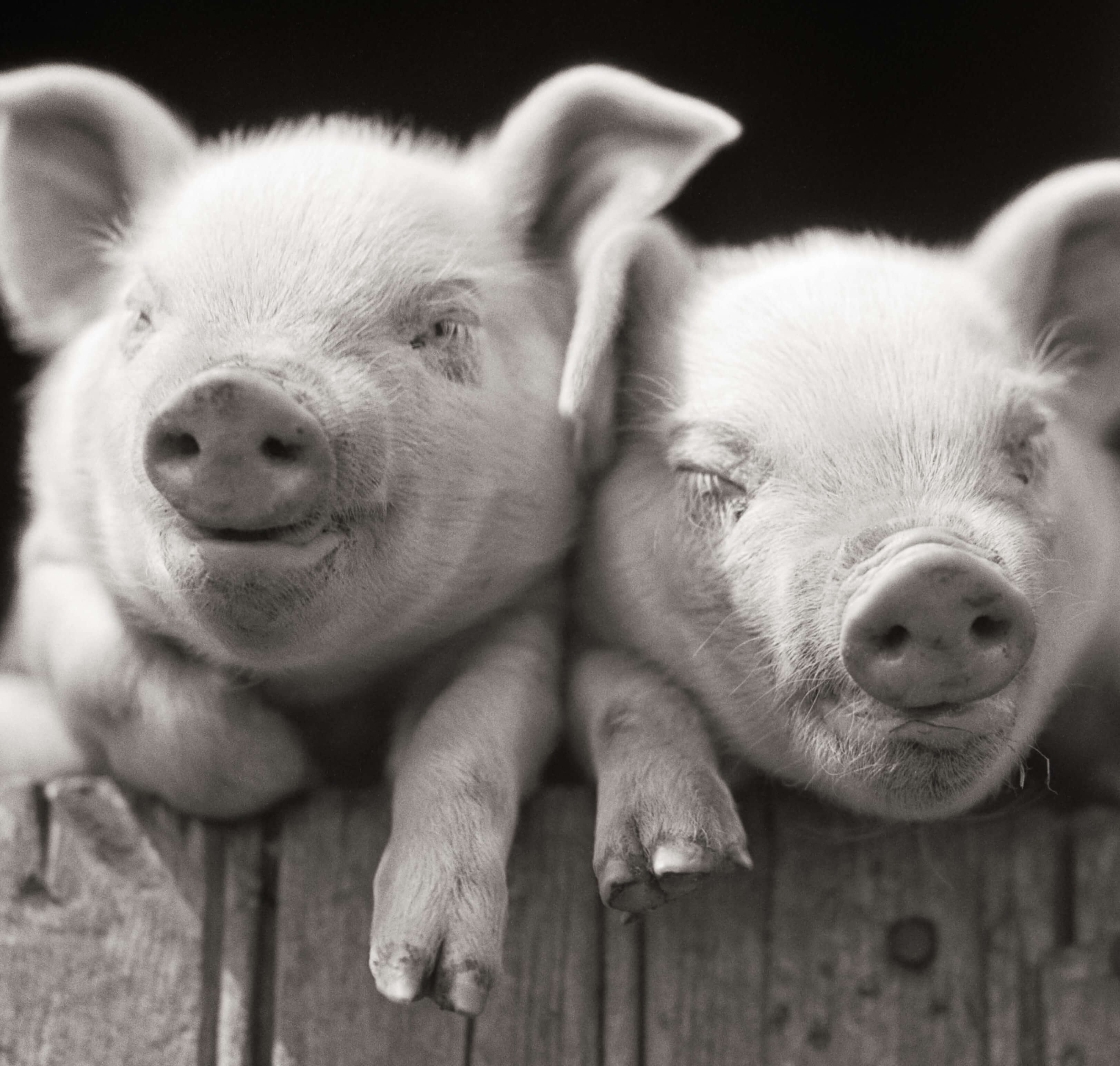John Lennon Wrote The Beatles' 'Help!' While He Was Acting Like a 'Pig'