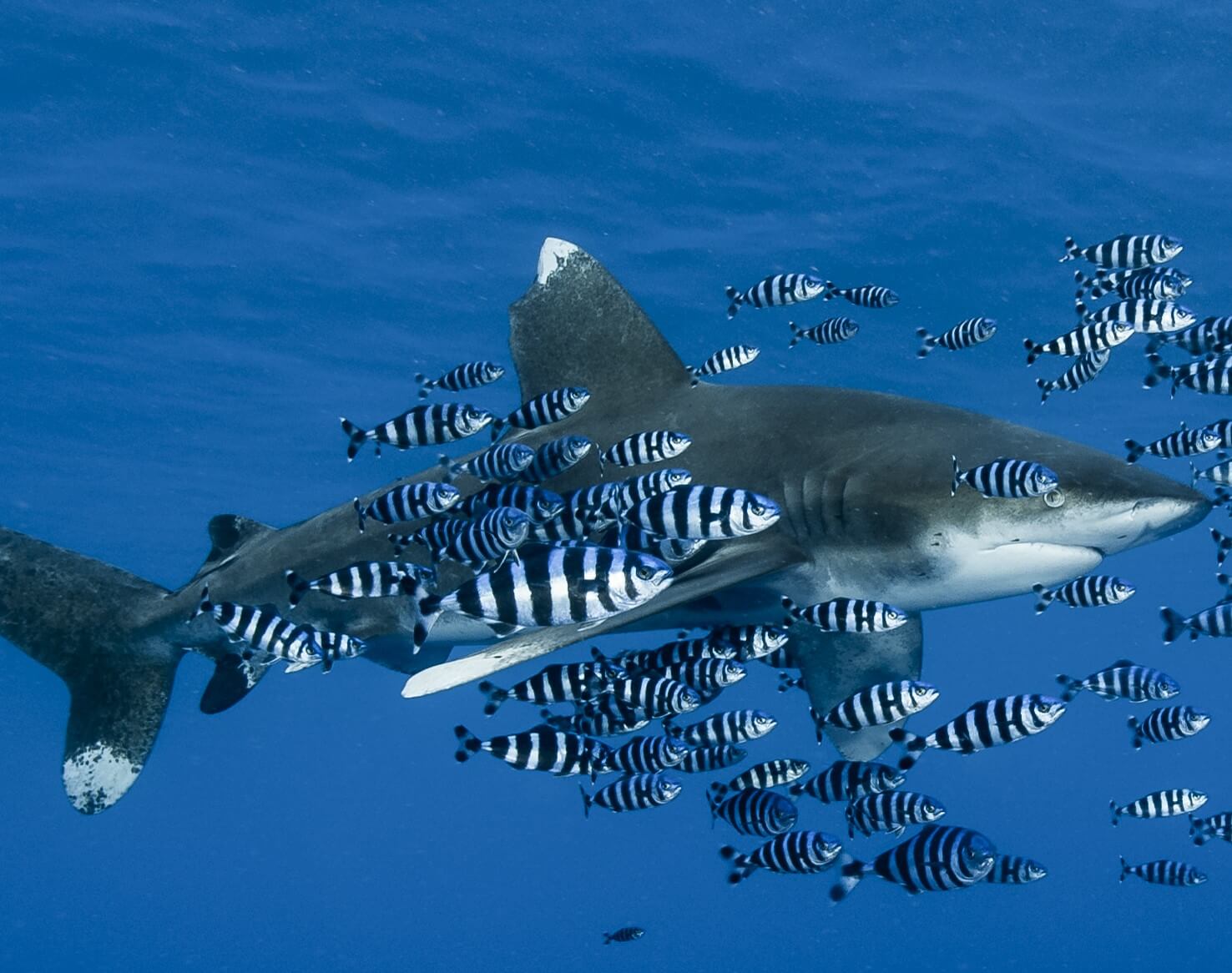 Ringo Starr Felt The Beatles' 'Octopus's Garden' Could've Been About Sharks