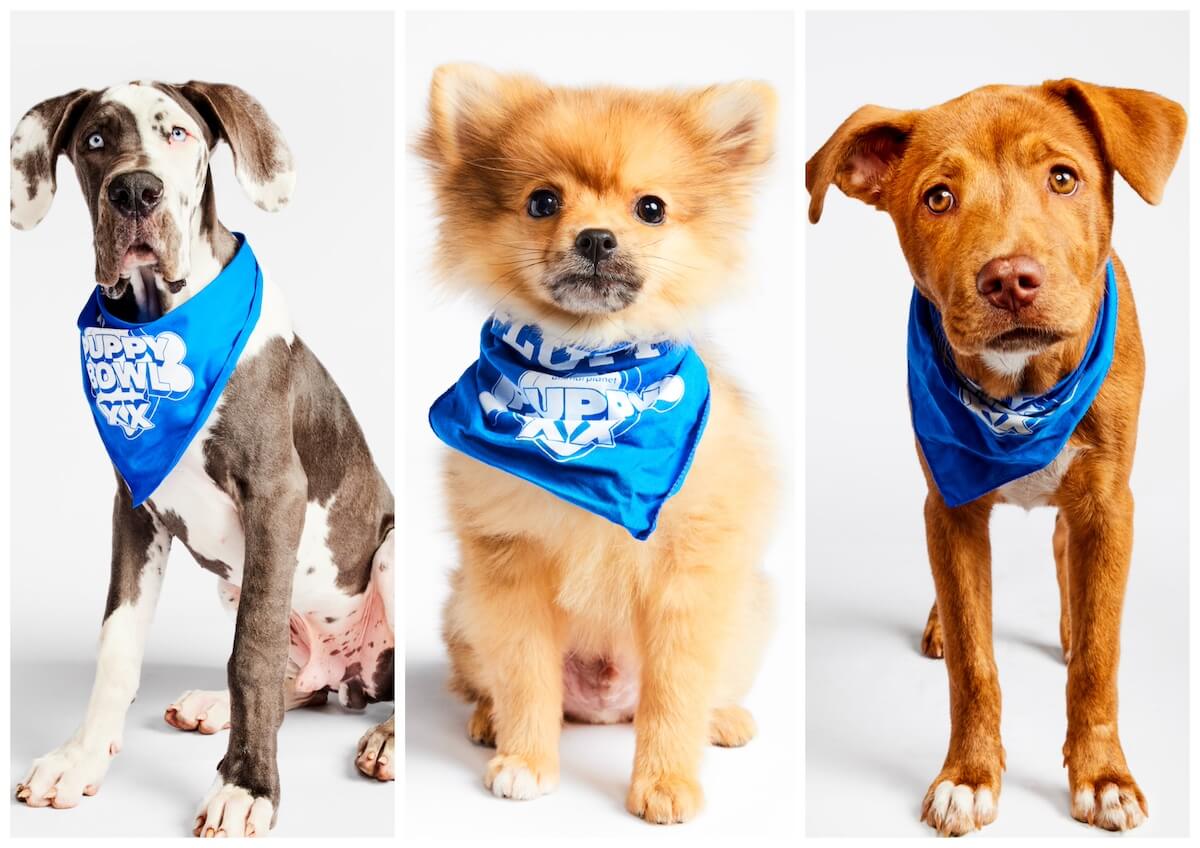 Side by side photos of three dogs wearing blue bandanas for the Puppy Bowl 2024