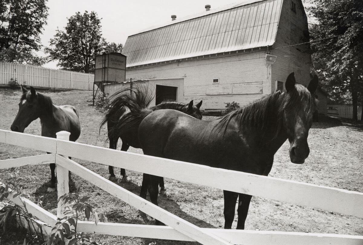 A black and white picture of three horses behind a fence and in front of a barn at Graceland.