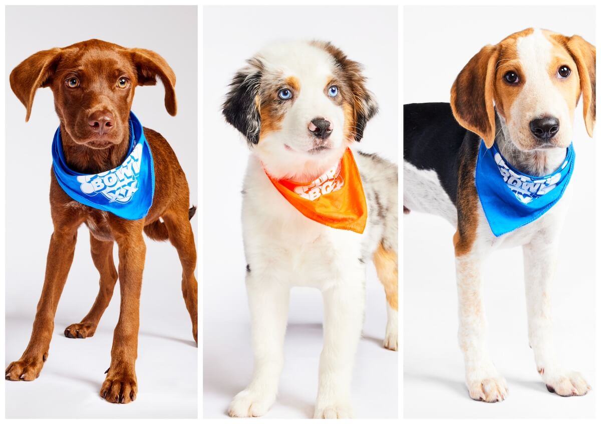 Side by side photos of dogs wearing bandanas for Puppy Bowl XX