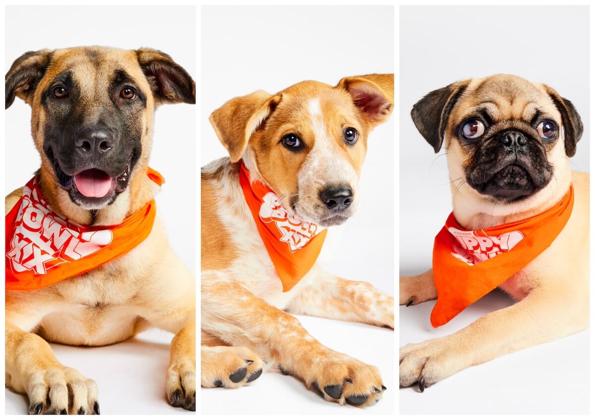 Side by side photos of three dogs wearing orange bandanas for the Puppy Bowl 2024