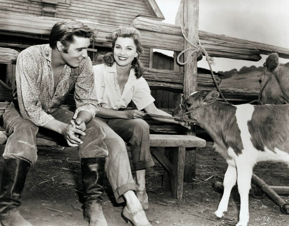 A black and white picture of Elvis and Debra Paget sitting on a fence next to a cow.